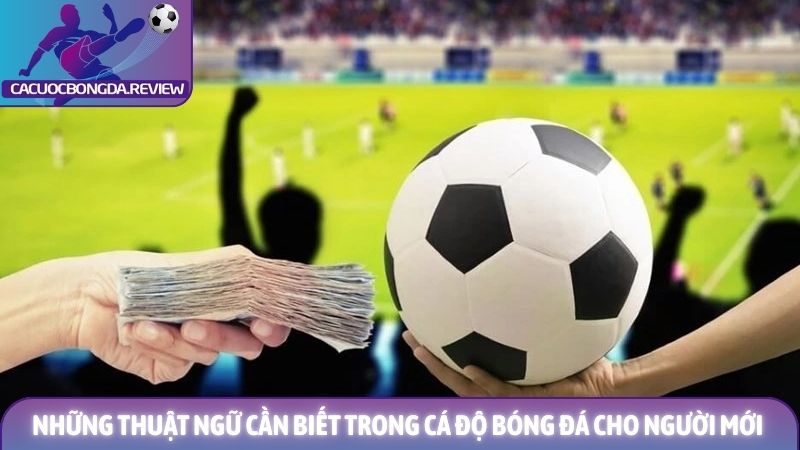 Những thuật ngữ cần biết trong cá độ bóng đá cho tân thủ 1 Những thuật ngữ cần biết trong cá độ bóng đá cho người mới